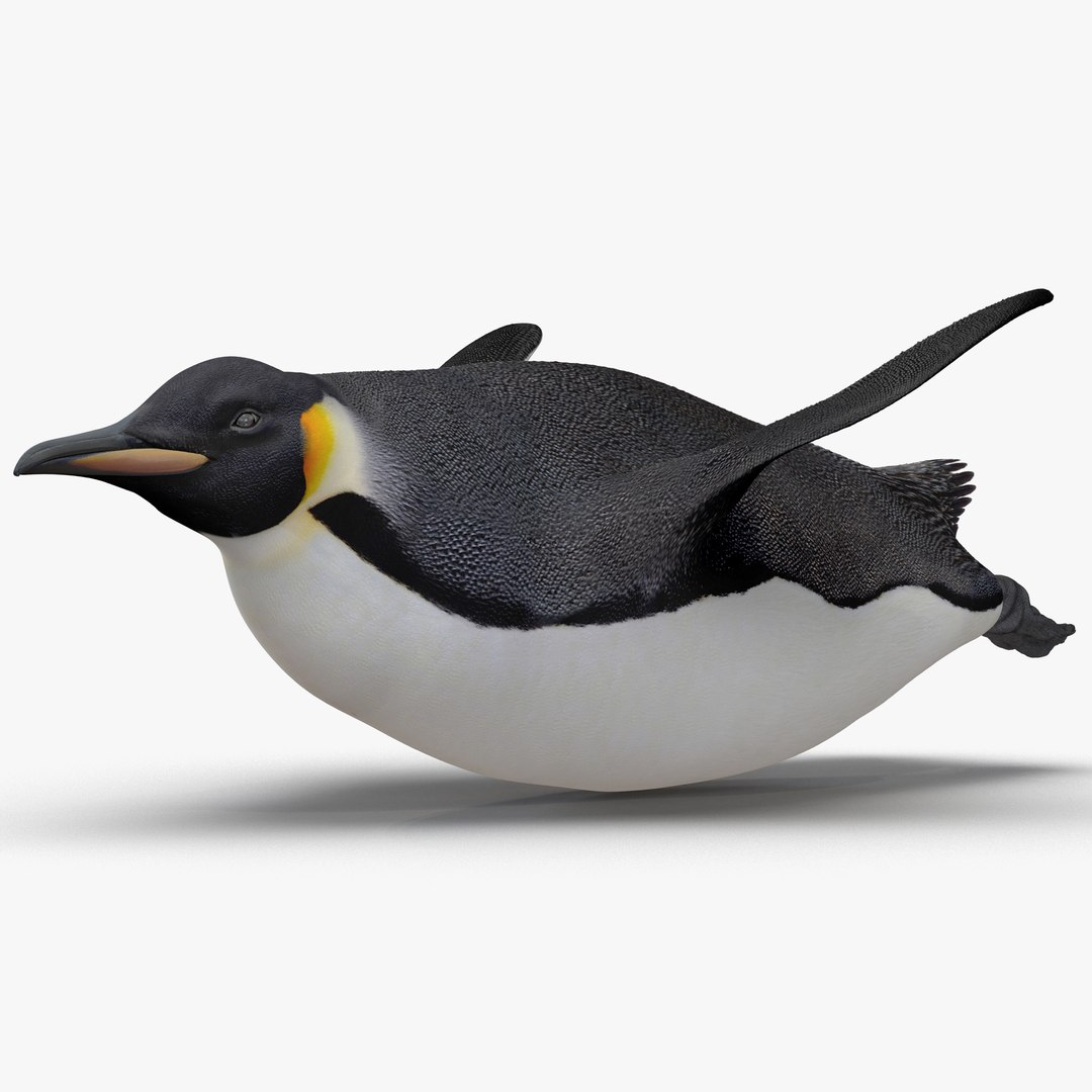 Emperor Penguin Pose 4 3D model preview