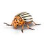 3D model rigged insect pests