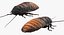 3D model rigged insect pests