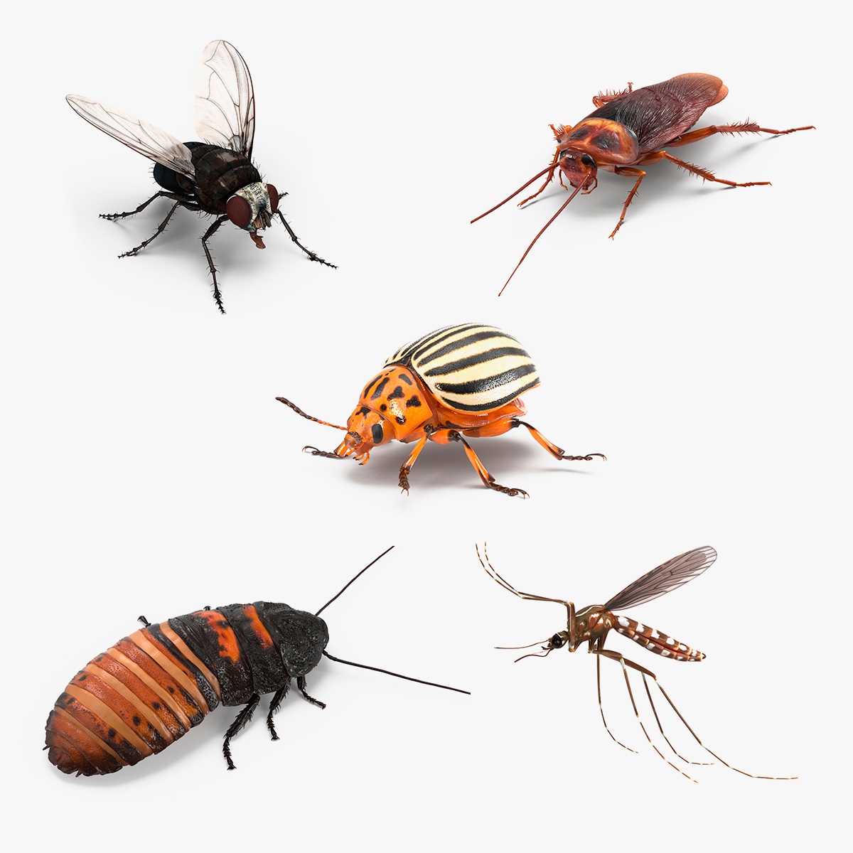 3D model rigged insect pests - TurboSquid 1620761
