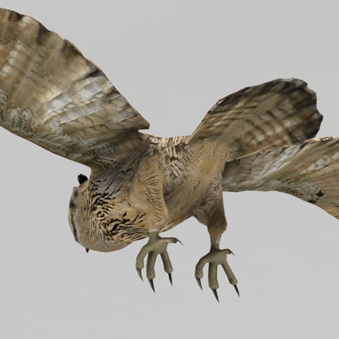 3d Rigged Owl Model