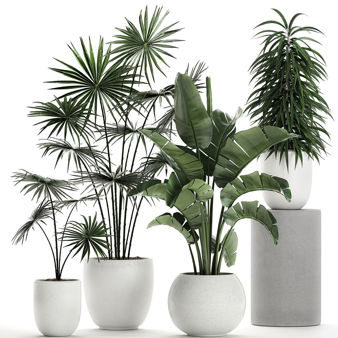 Plants White Potted Model - TurboSquid 1601840