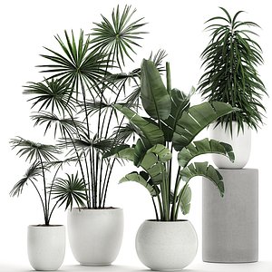 plants white potted model