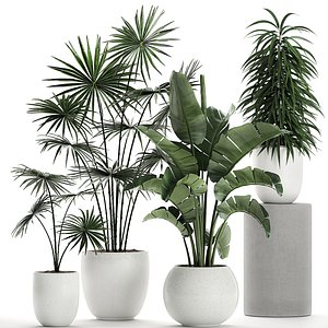 Plants in a white pot for the interior 672