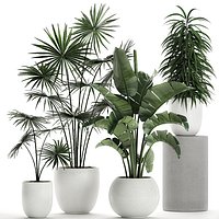 Plants in a white pot for the interior 672