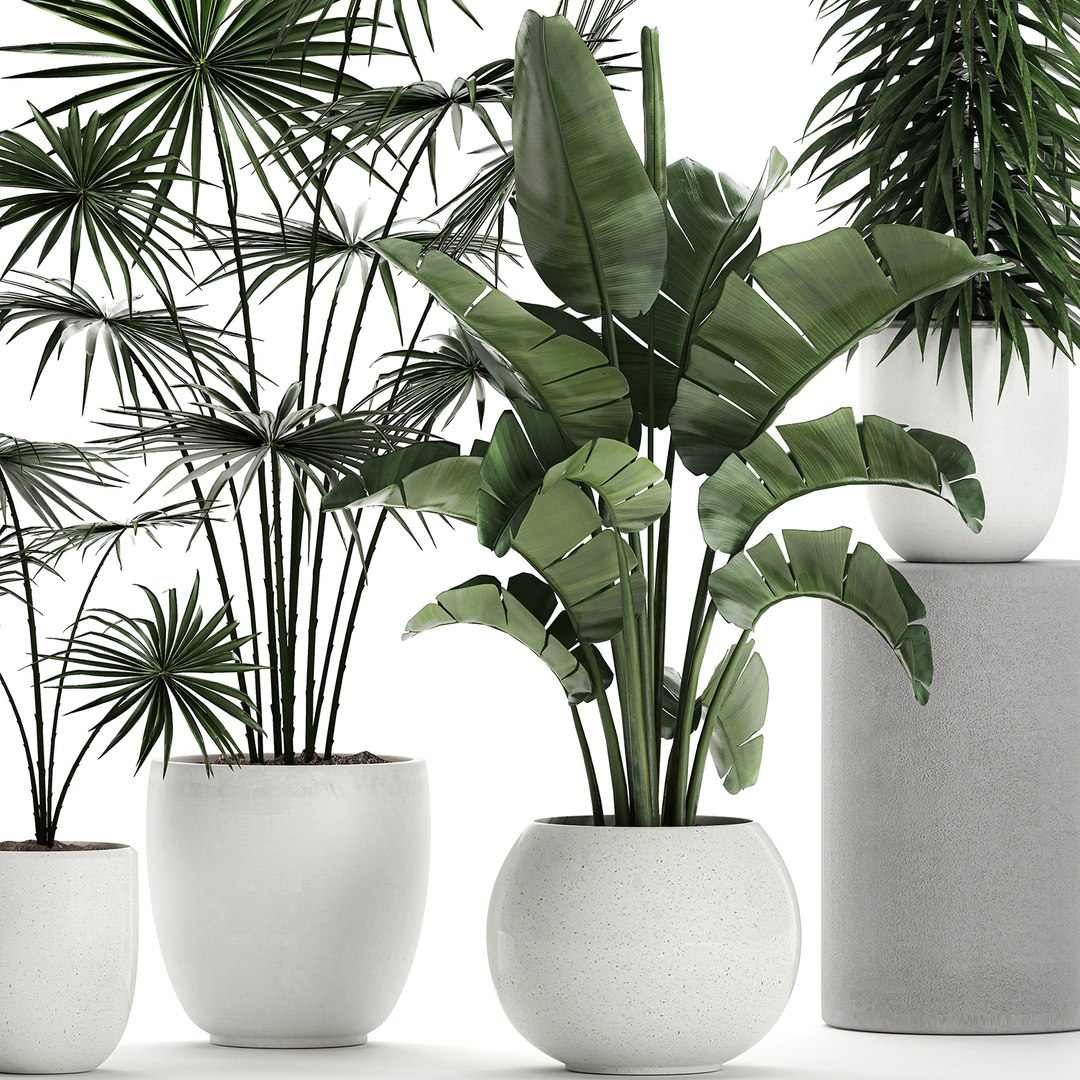 Plants White Potted Model - Turbosquid 1601840