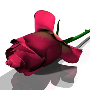 rose flower 3d max