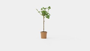 3D Collection of Ficus Houseplants - 4 Models model