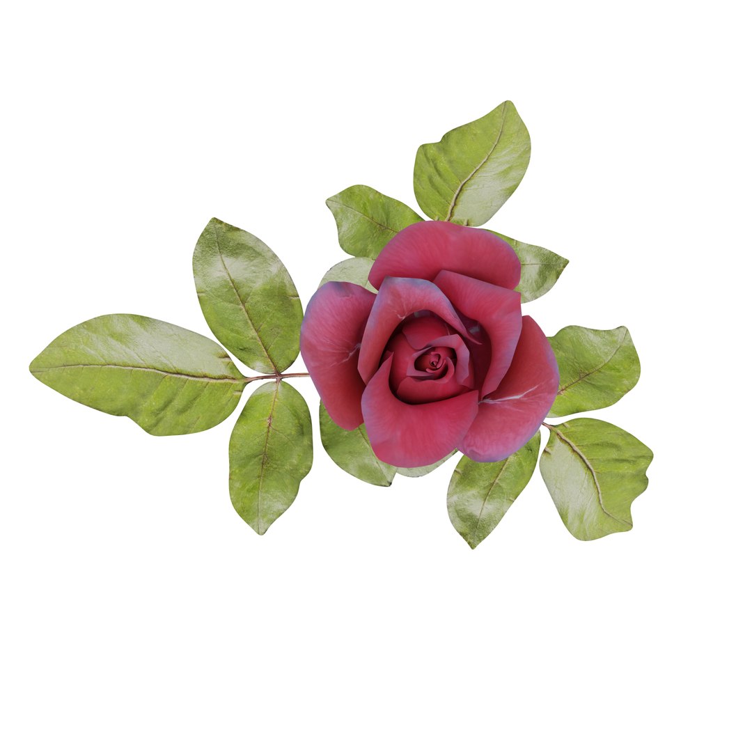 3D Red Rose model https://p.turbosquid.com/ts-thumb/OU/RYslES/2X/rose5/png/1714653569/1920x1080/fit_q87/a3befc64f442c2ae76b3e703b95361cae1060a38/rose5.jpg