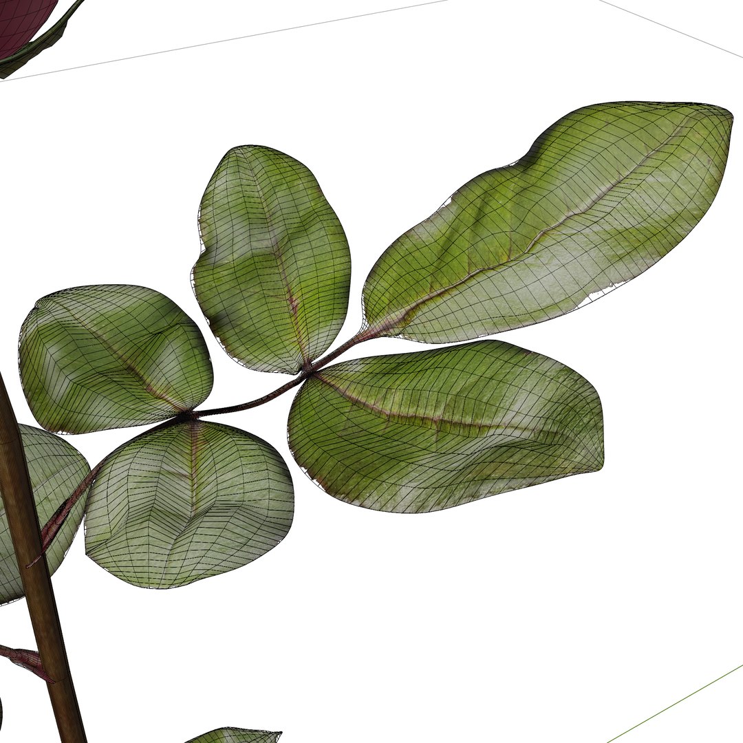 3D Red Rose model https://p.turbosquid.com/ts-thumb/OU/RYslES/3P/rose11/png/1714651895/1920x1080/fit_q87/36b32907aa7a097030ffdeed14e1add7d4aac530/rose11.jpg