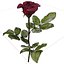 3D Red Rose model
