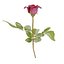 3D Red Rose model