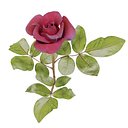 Red Rose