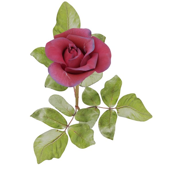 3D Red Rose model