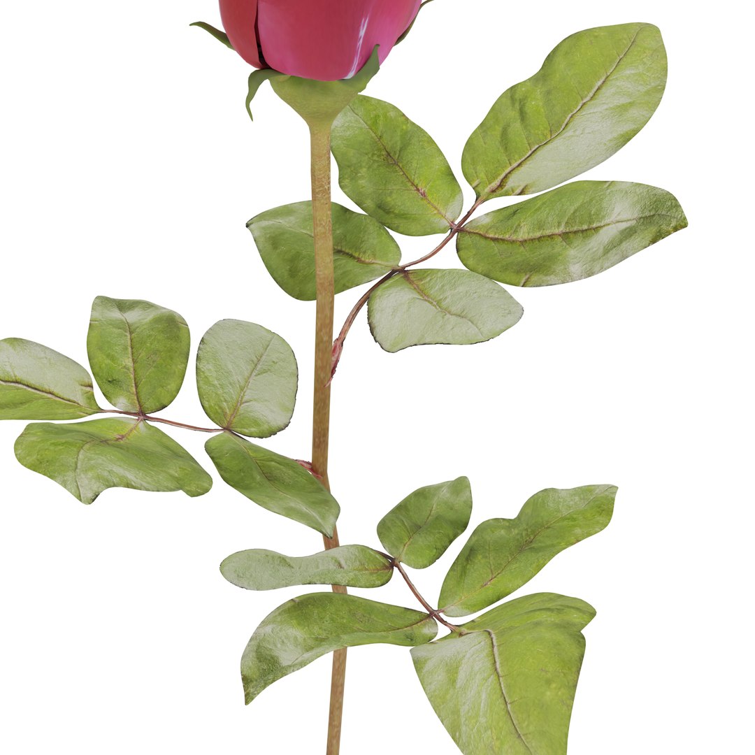 3D Red Rose model https://p.turbosquid.com/ts-thumb/OU/RYslES/fP/rose7/png/1714653573/1920x1080/fit_q87/cf75c8302e618ed997f4abc28c352d454b18b832/rose7.jpg