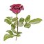 3D Red Rose model