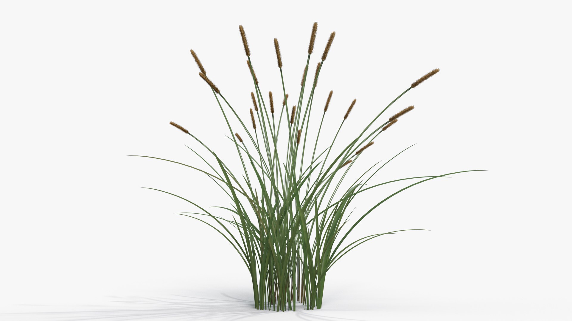 Feather Grass Reed Collection 001 3D Model - TurboSquid 1923658