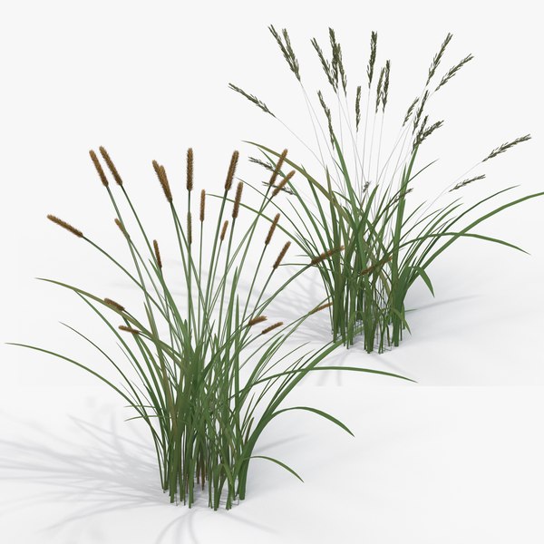 Feather Grass Reed Collection 001 3D model - TurboSquid 1923658