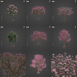2021 PBR Rosy Trumpet Tree Collection - Tabebuia Rosea 3D model