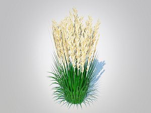 Calamagrostis-reed grass 3D model