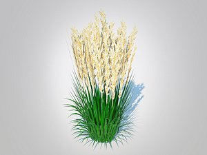 Calamagrostis-reed grass