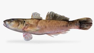 river goby 3D model