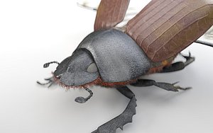bee beetle 3D model