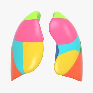 Lungs Anatomical Segments