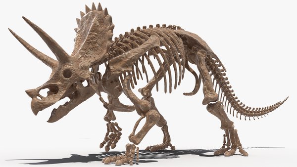 modelo 3d Triceratops esqueleto fósil aparejado - TurboSquid 1518937