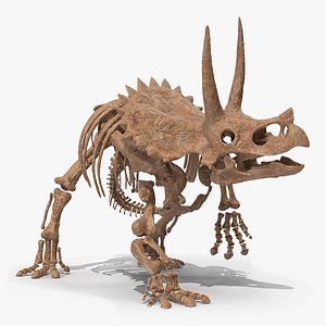 Triceratops Skeleton Fossil Rigged