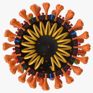 3D model coronavirus v2 cross section