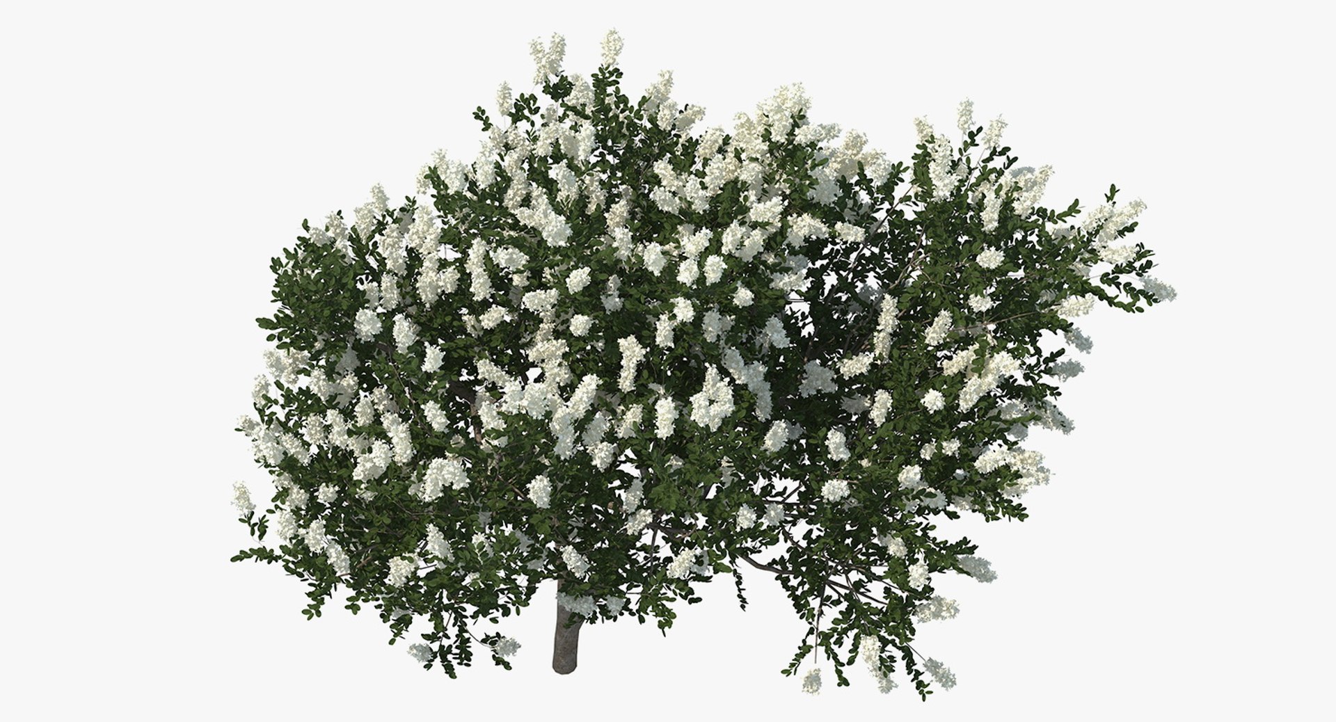 3D Myrtus Myrtle Tree Model - TurboSquid 1387456