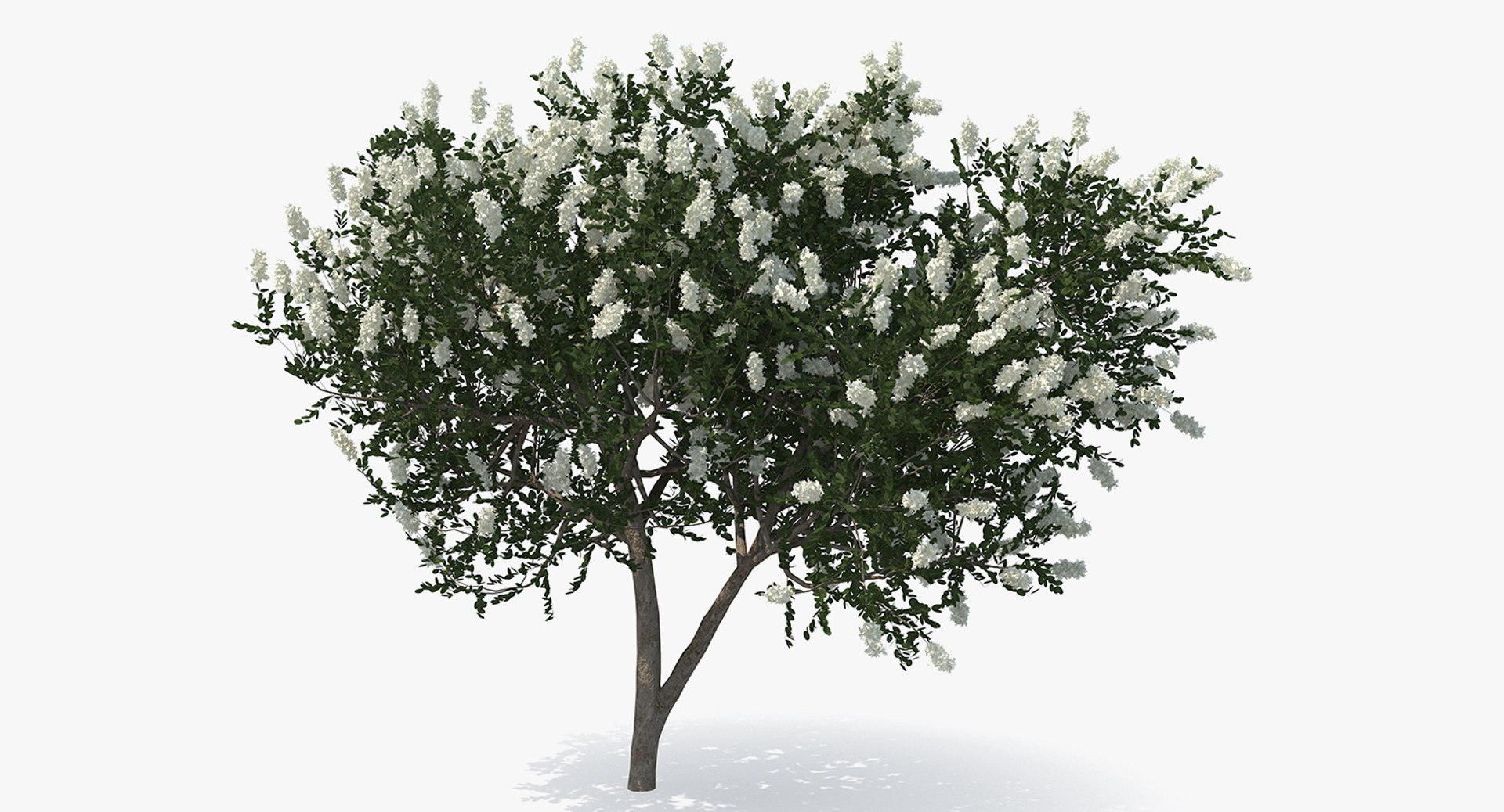3D Myrtus Myrtle Tree Model - TurboSquid 1387456