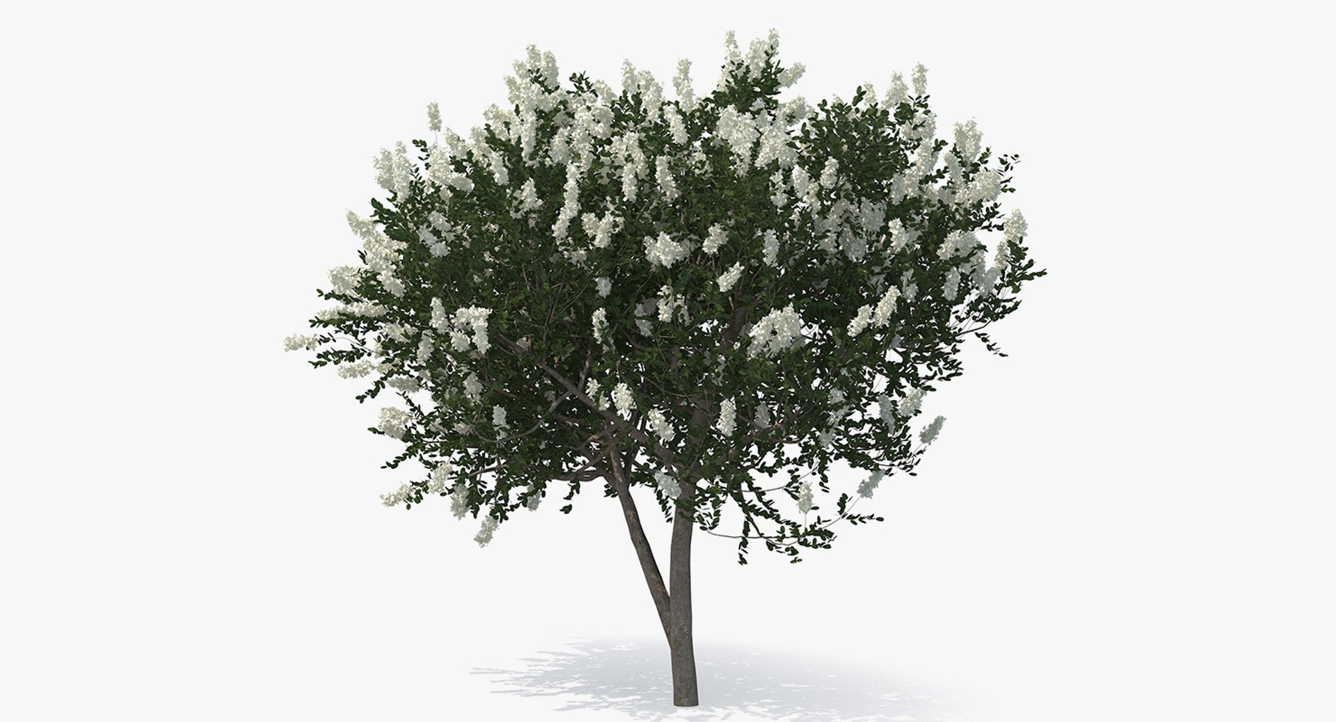 Myrtus or Myrtle Tree 3D model preview