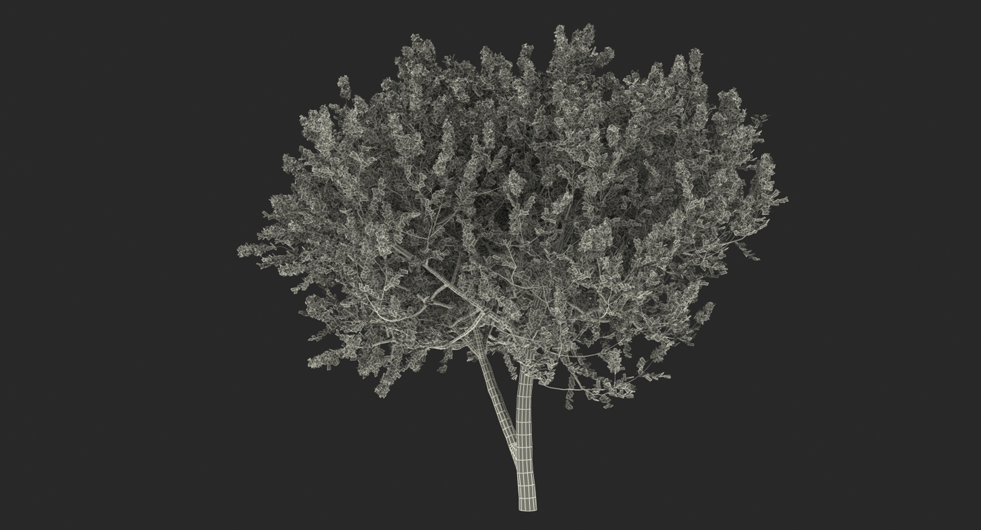 3D Myrtus Myrtle Tree Model - TurboSquid 1387456