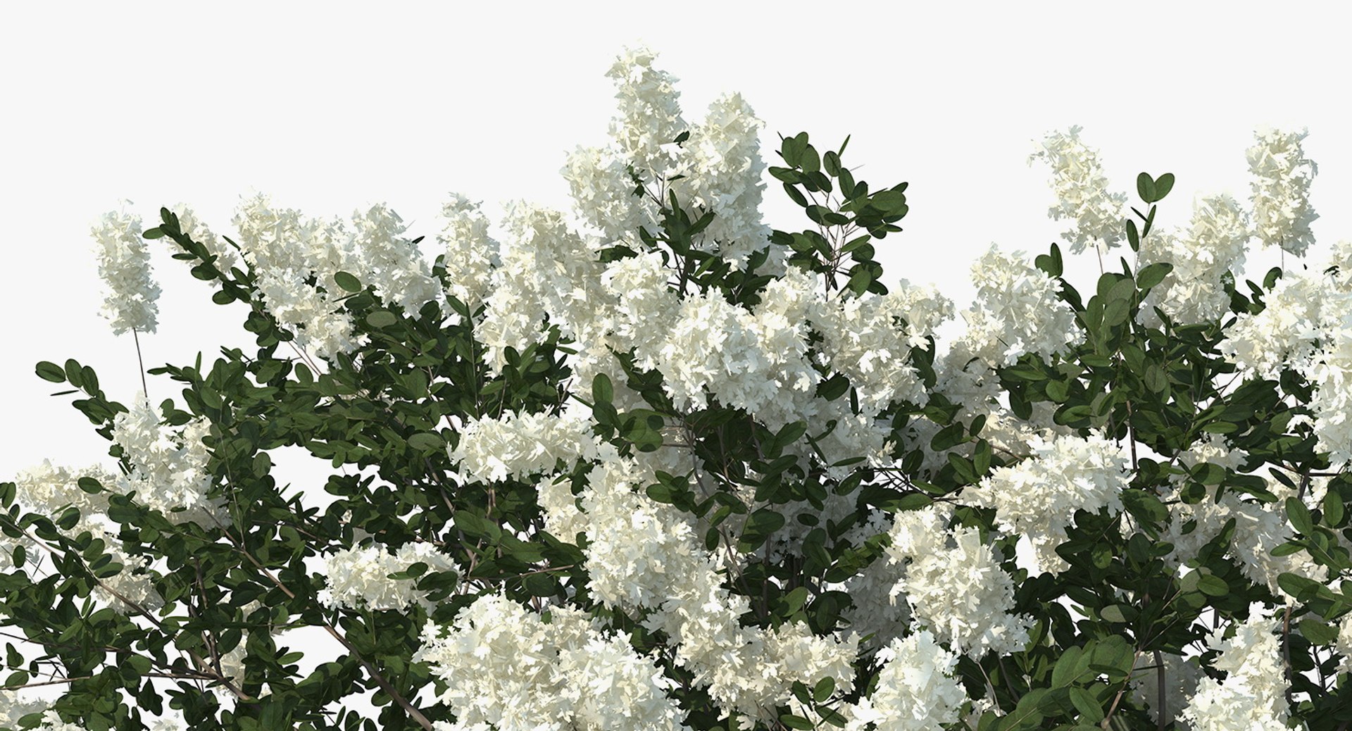 3D Myrtus Myrtle Tree Model - TurboSquid 1387456