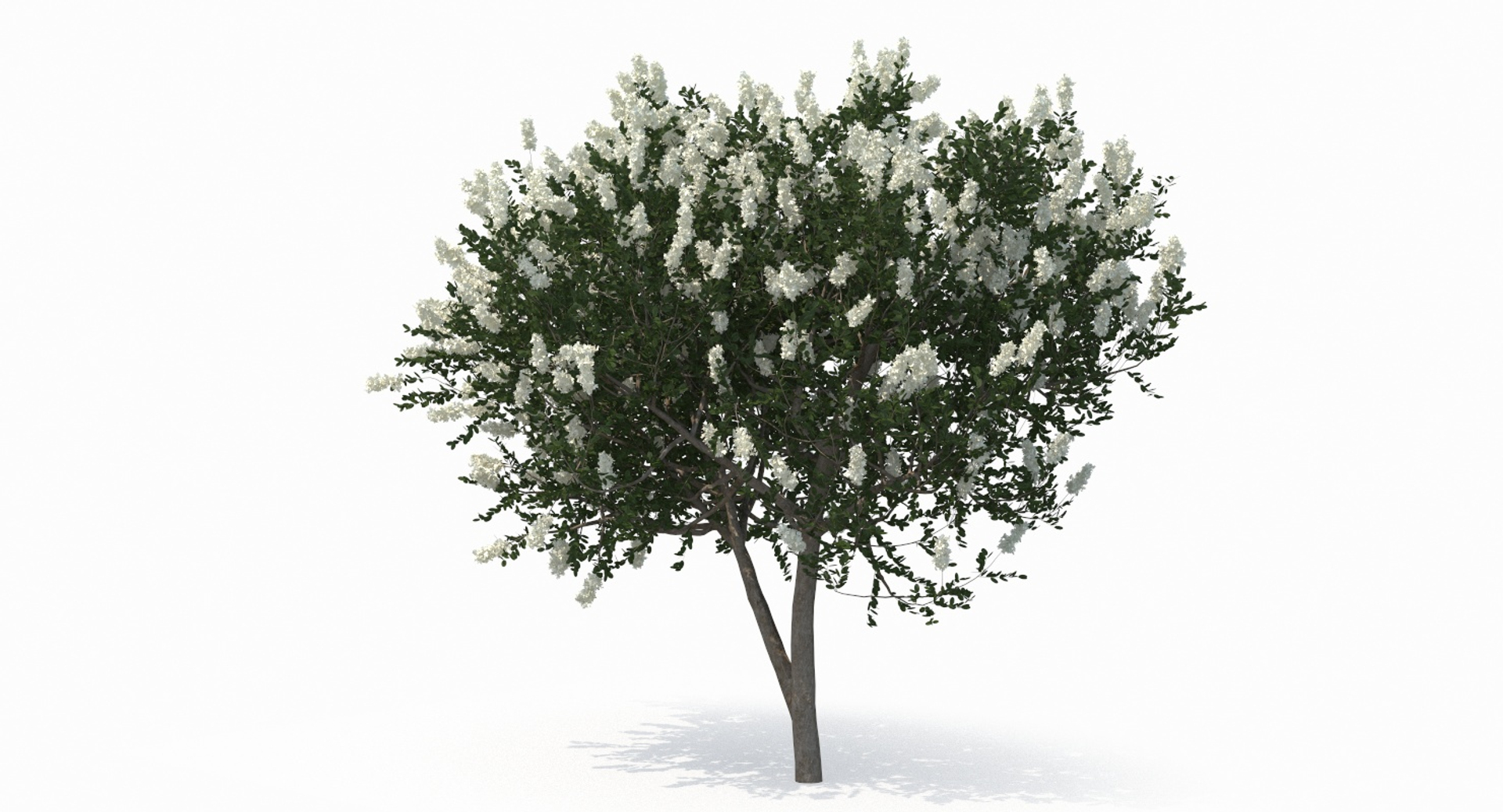 3D Myrtus Myrtle Tree Model - TurboSquid 1387456