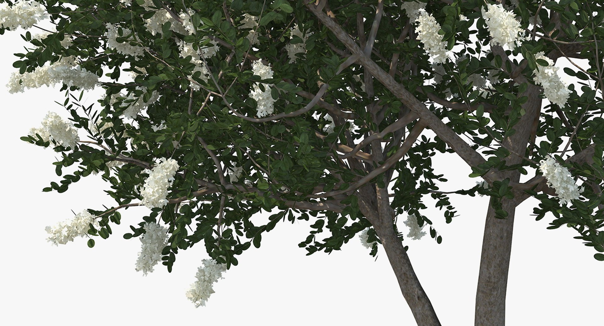 3D Myrtus Myrtle Tree Model - TurboSquid 1387456