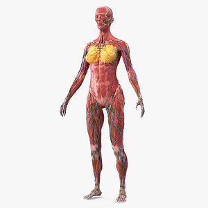 Female Full Body Anatomy Skinless 3D
