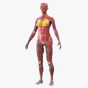 Female Full Body Anatomy Skinless