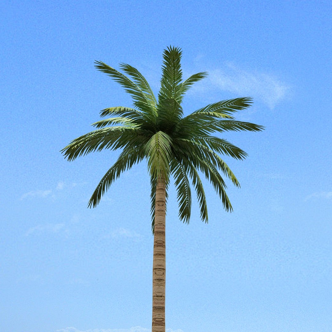 3d palm tree https://p.turbosquid.com/ts-thumb/OV/3Kwpd4/Hv8VLBHl/cam_09/jpg/1388406668/1920x1080/fit_q87/61d21375cedaadc392807848dc0ce2d7d6b21706/cam_09.jpg