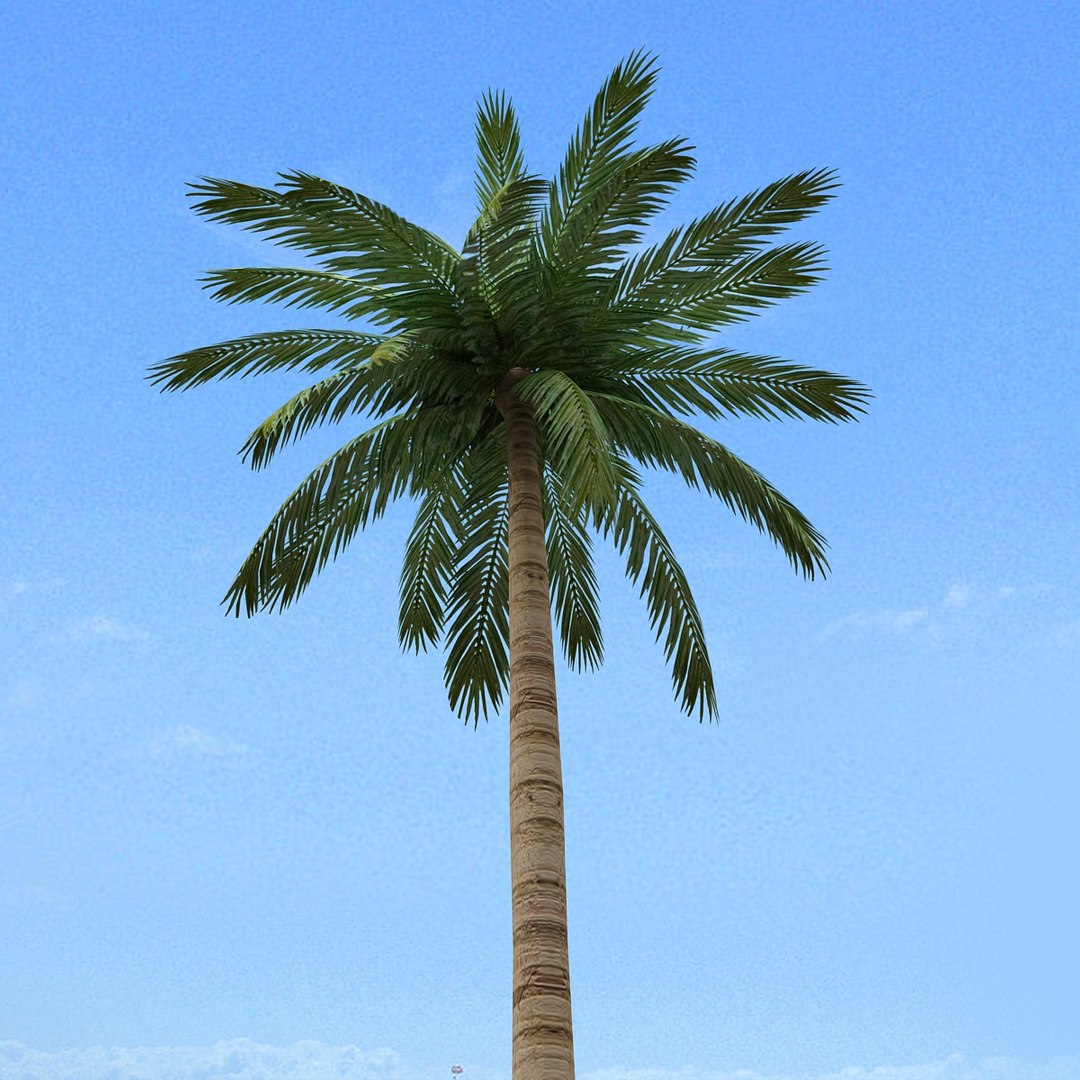 3d palm tree https://p.turbosquid.com/ts-thumb/OV/3Kwpd4/IE441aUP/cam_02/jpg/1388406668/1920x1080/fit_q87/5827502fd54f36442503e21f5b6a1899e4ab9234/cam_02.jpg