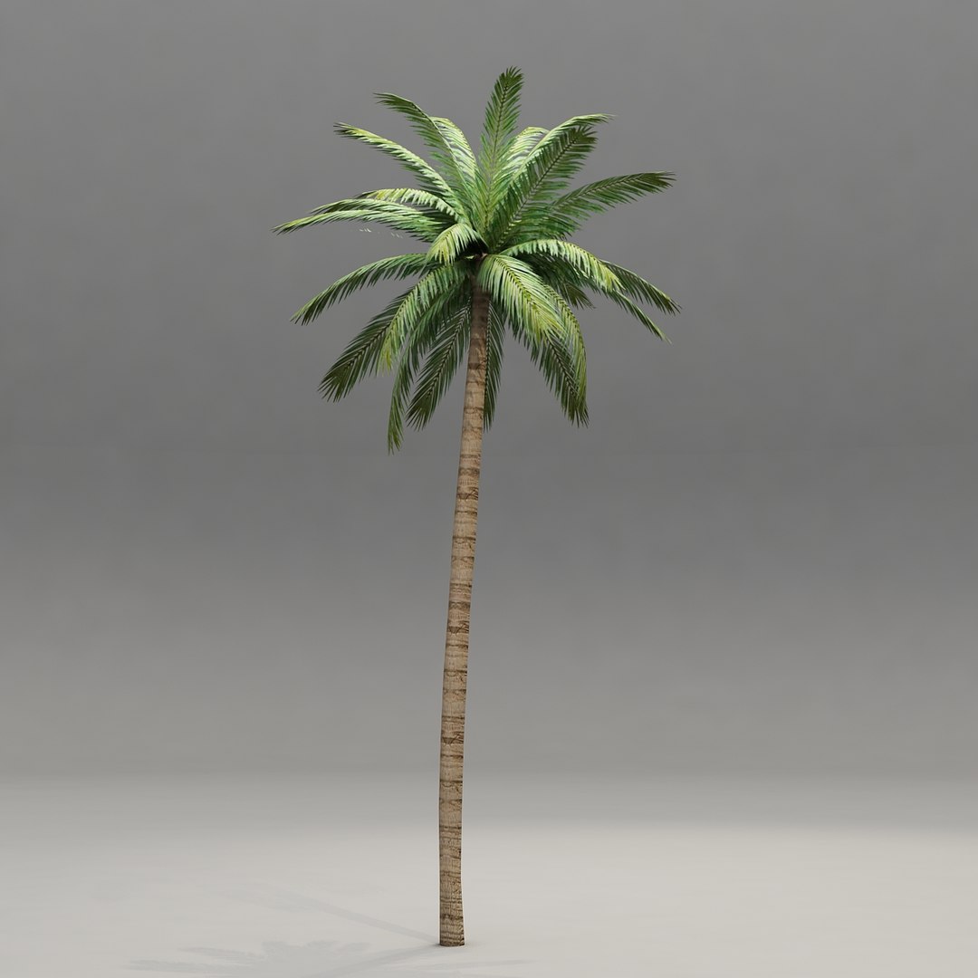 3d palm tree https://p.turbosquid.com/ts-thumb/OV/3Kwpd4/Q5qH2xAS/cam_07/jpg/1388406668/1920x1080/fit_q87/66e347383515264f9b08c5c8b79d771696d5c53b/cam_07.jpg