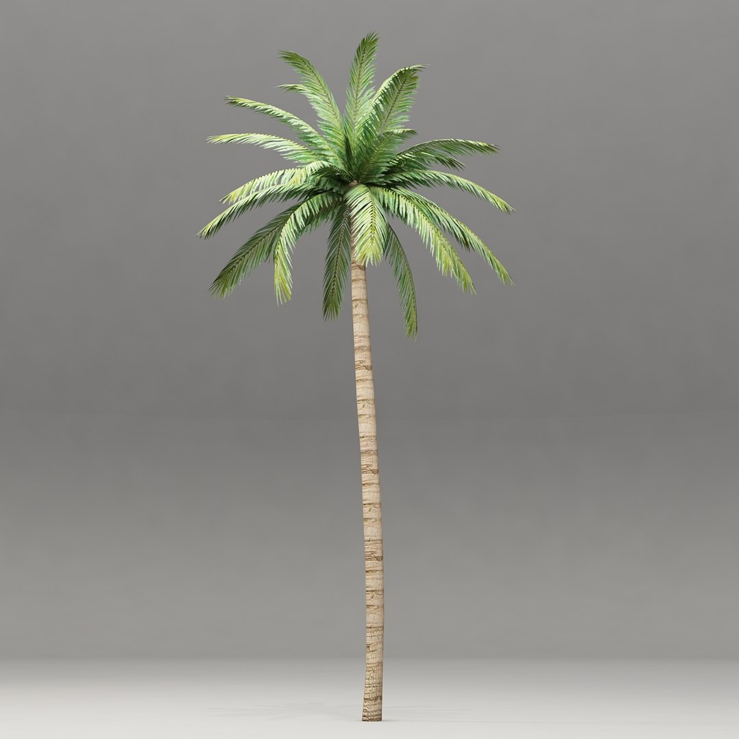 3d palm tree https://p.turbosquid.com/ts-thumb/OV/3Kwpd4/fJEsH26i/cam_01/jpg/1388406668/1920x1080/fit_q87/87b859811f530c59c23f0e17b04b749fd194416b/cam_01.jpg
