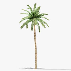 3d palm tree