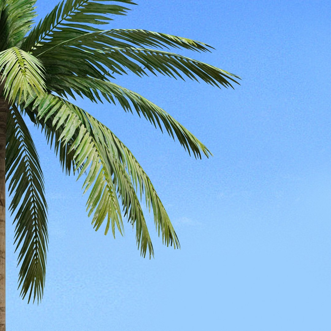 3d palm tree https://p.turbosquid.com/ts-thumb/OV/3Kwpd4/qDNswqUp/cam_08/jpg/1388406668/1920x1080/fit_q87/8250419005930b58132cdd0ab73b68750f5e88d2/cam_08.jpg