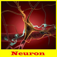 Neuron