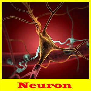 Neuron