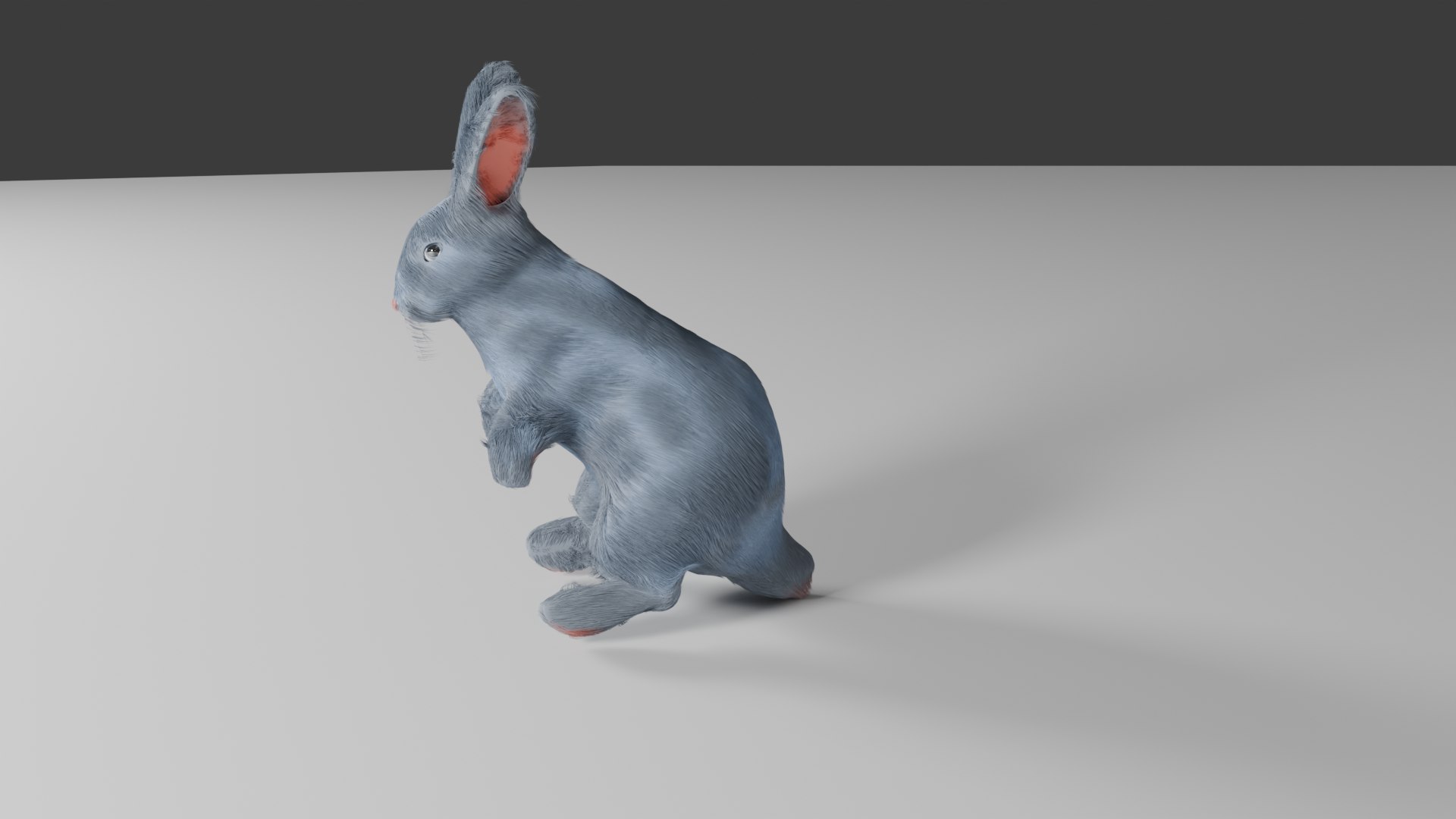 3D Rabbit 3d Model - TurboSquid 2420816