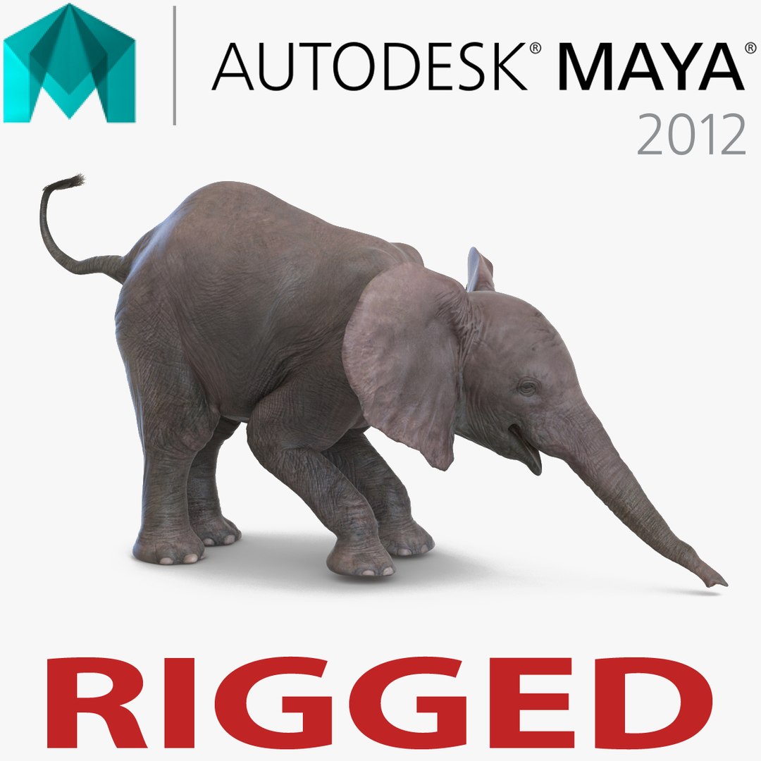 Baby Elephant Rigged for Maya 3D Model preview